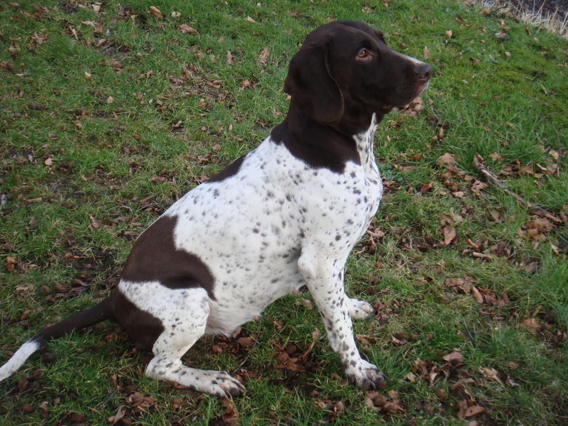 Gammel dansk hønsehund Nynne - Gravide Nynne billede 2