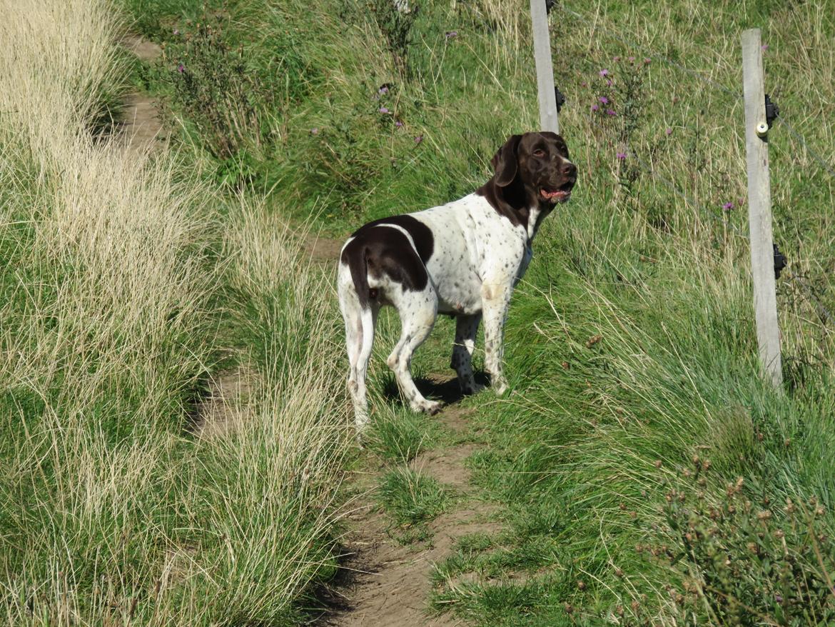 Gammel dansk hønsehund Nynne billede 5