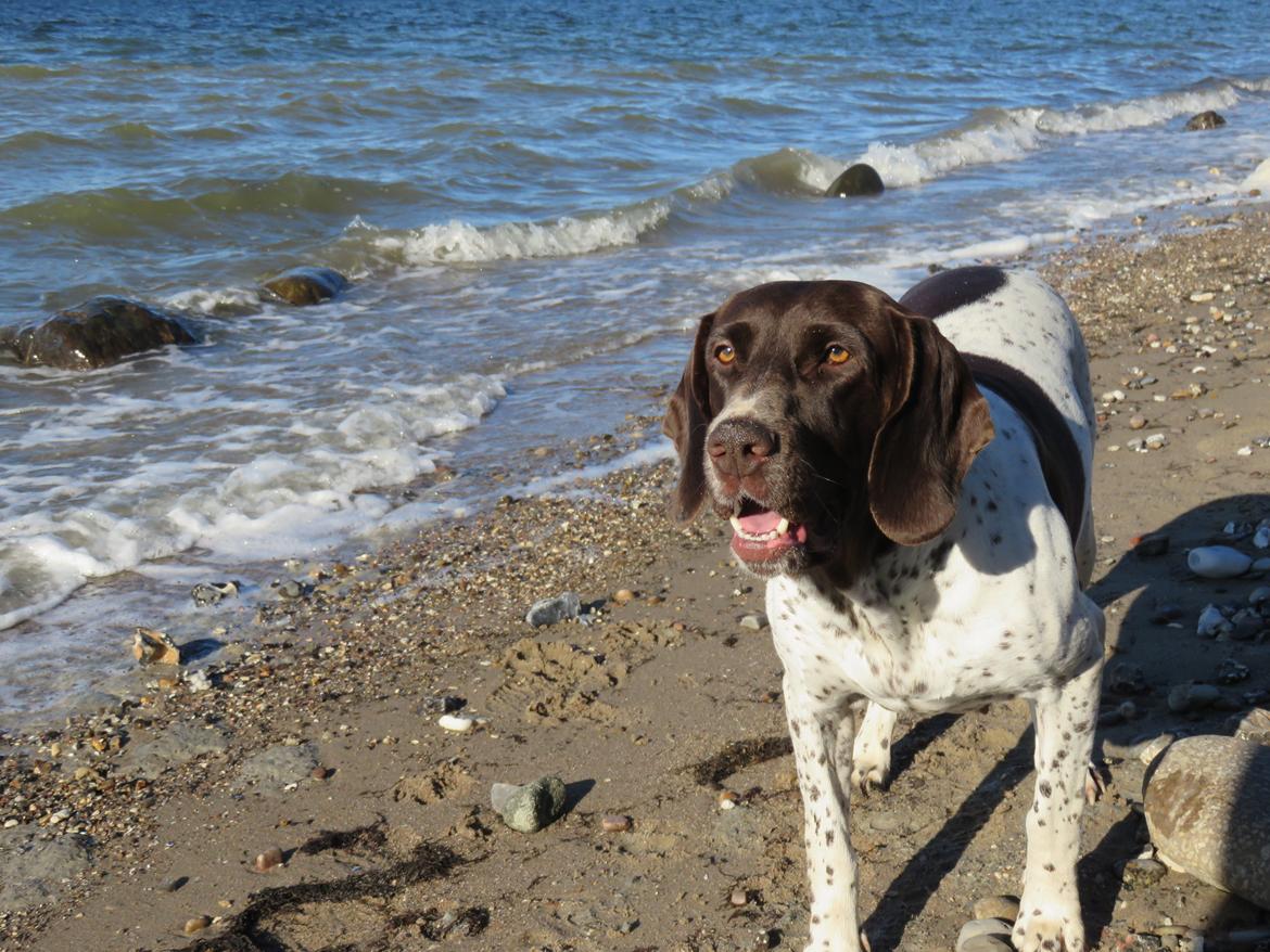 Gammel dansk hønsehund Nynne billede 6