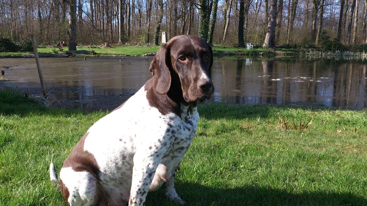 Gammel dansk hønsehund Nynne billede 7