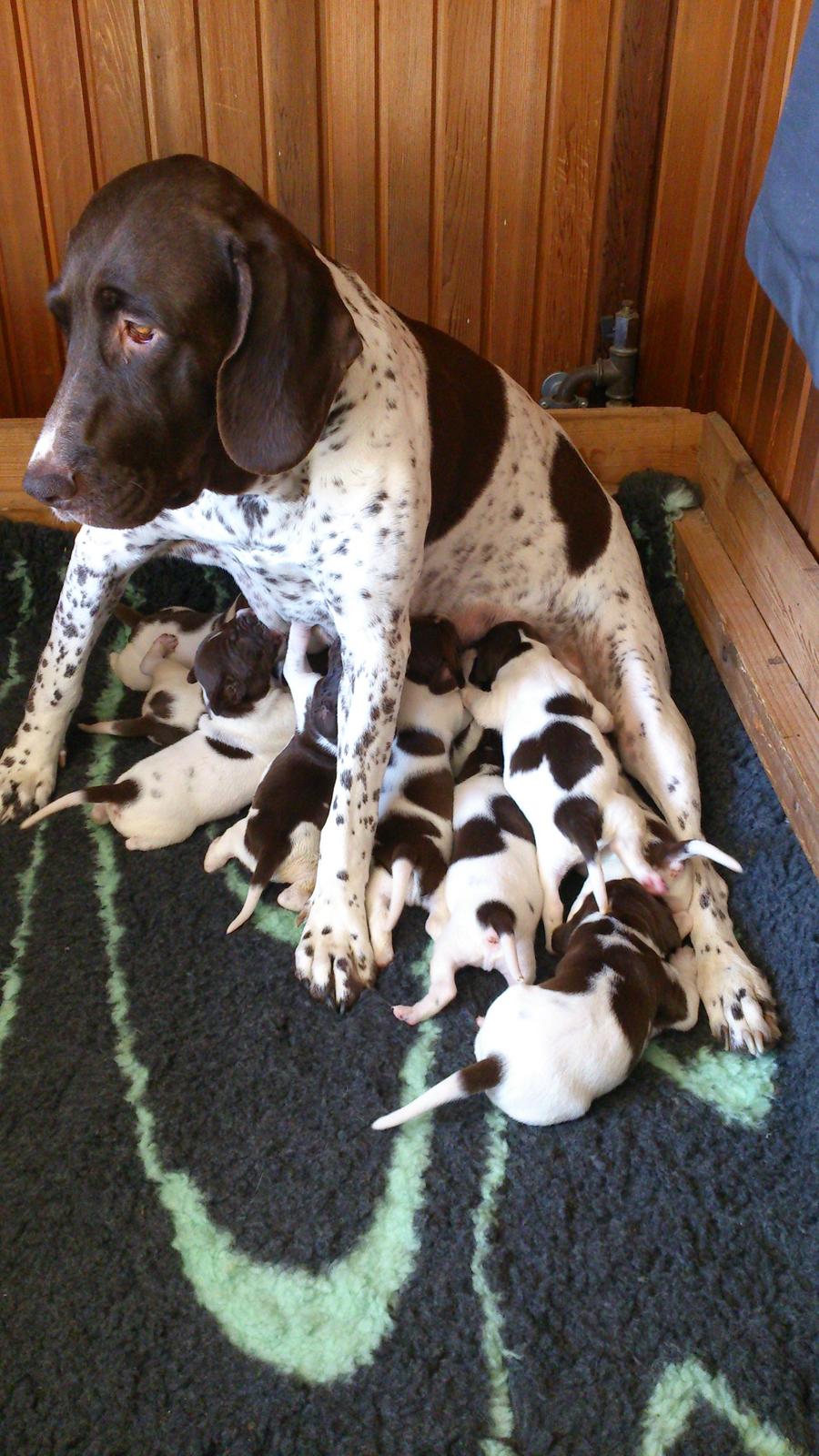 Gammel dansk hønsehund Nynne - Nynne med hende dejlige kuld fra sommeren 2015 billede 8