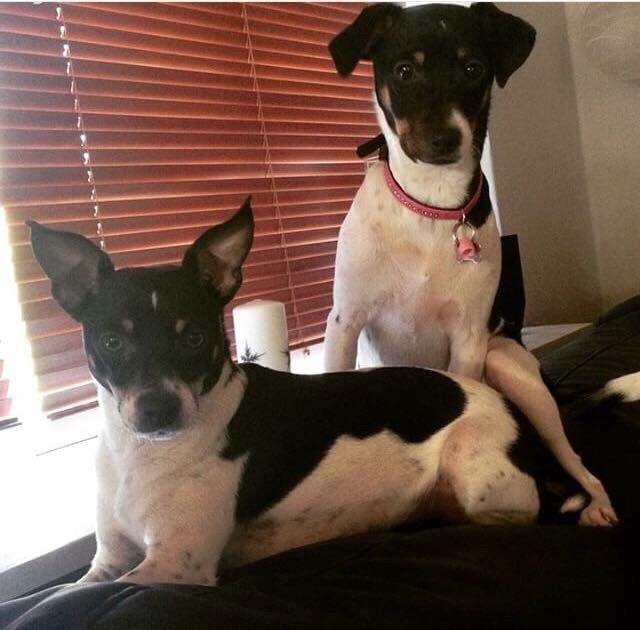 Dansk svensk gaardhund molly billede 10