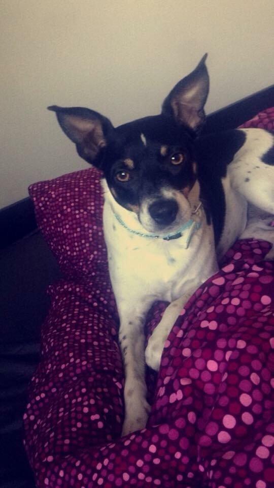 Dansk svensk gaardhund molly billede 9