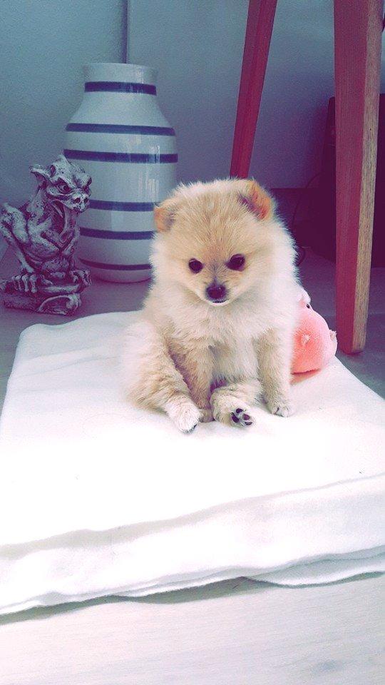 Pomeranian Lady billede 2