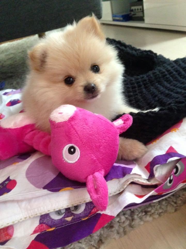 Pomeranian Lady billede 1