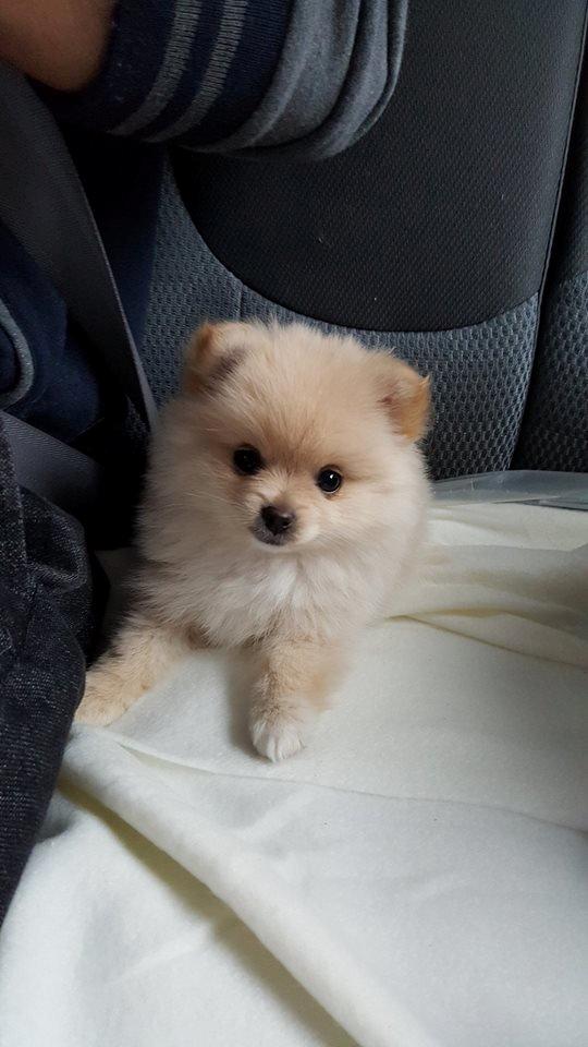 Pomeranian Lady billede 3