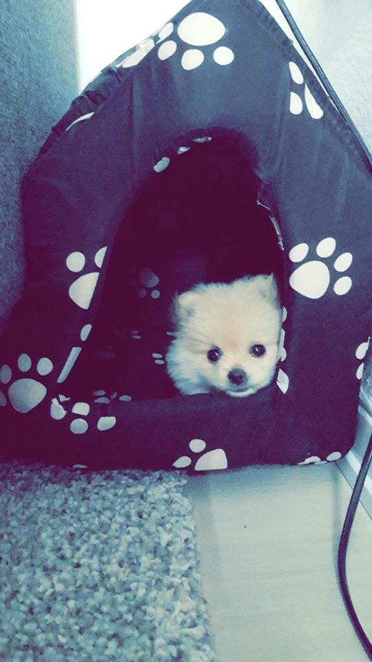 Pomeranian Lady billede 4
