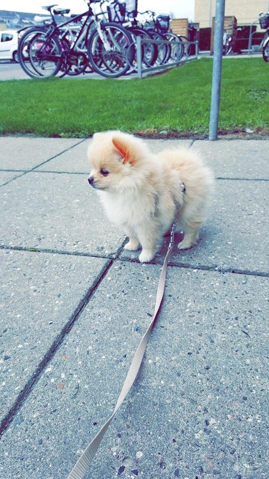 Pomeranian Lady billede 5