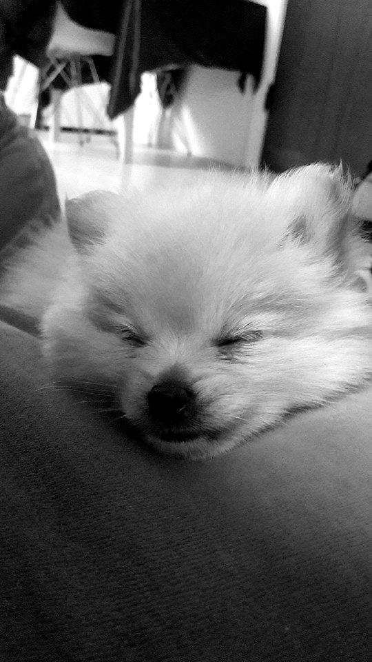 Pomeranian Lady billede 7