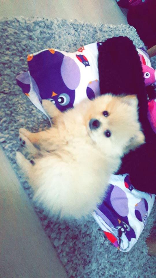 Pomeranian Lady billede 6