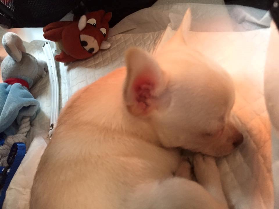 Chihuahua Anton billede 4