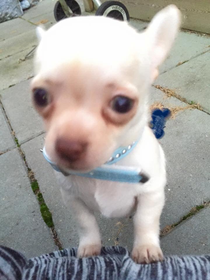 Chihuahua Anton billede 6