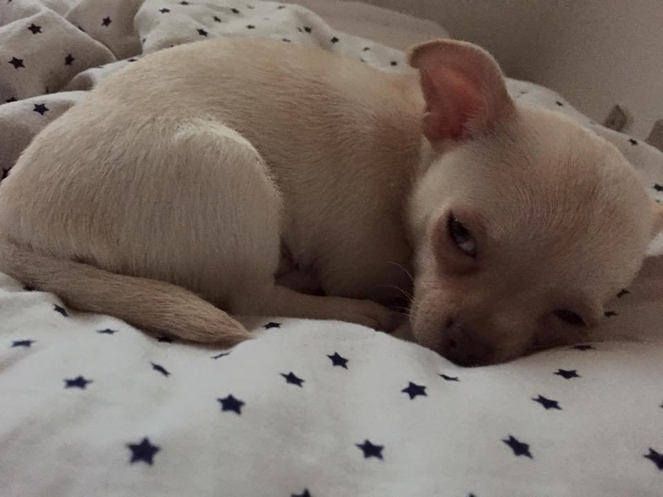 Chihuahua Anton billede 7