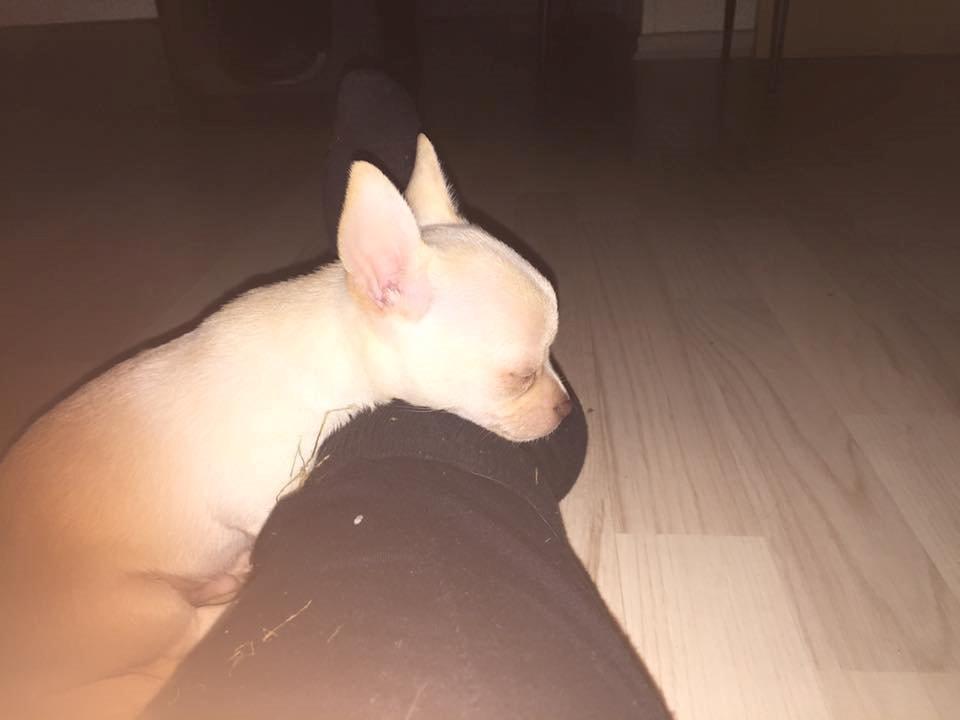 Chihuahua Anton billede 8