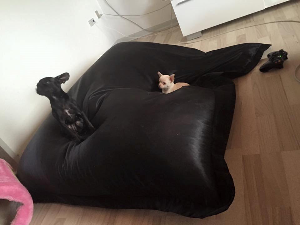 Chihuahua Anton billede 9