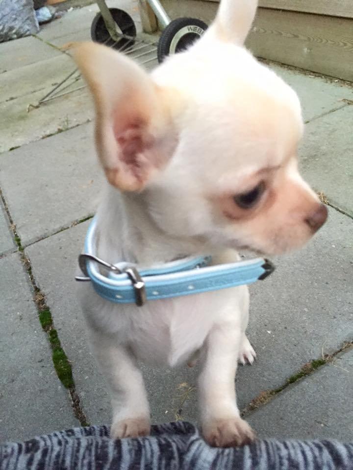 Chihuahua Anton billede 10