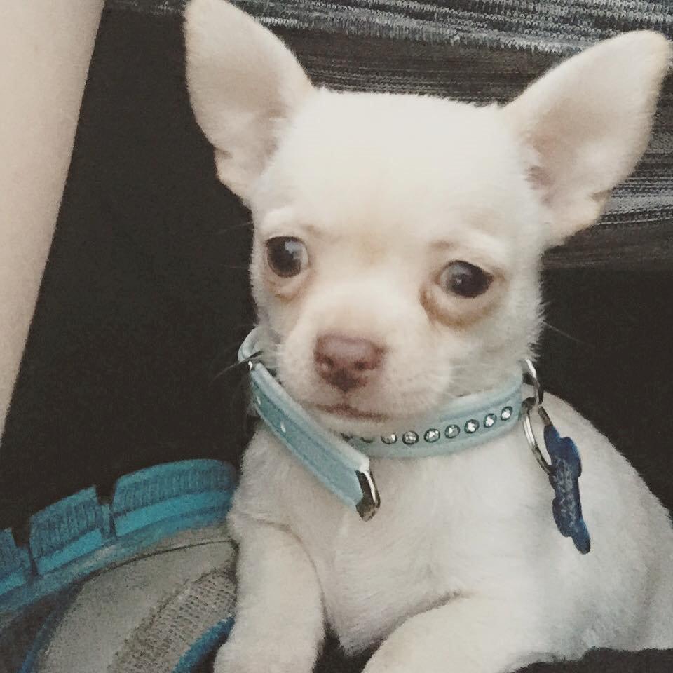 Chihuahua Anton billede 11