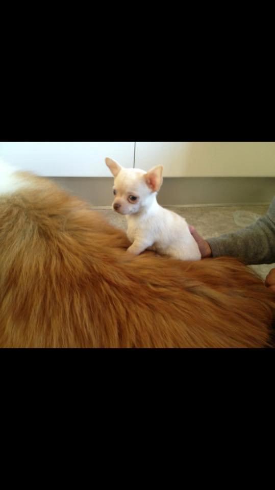 Chihuahua Anton billede 12