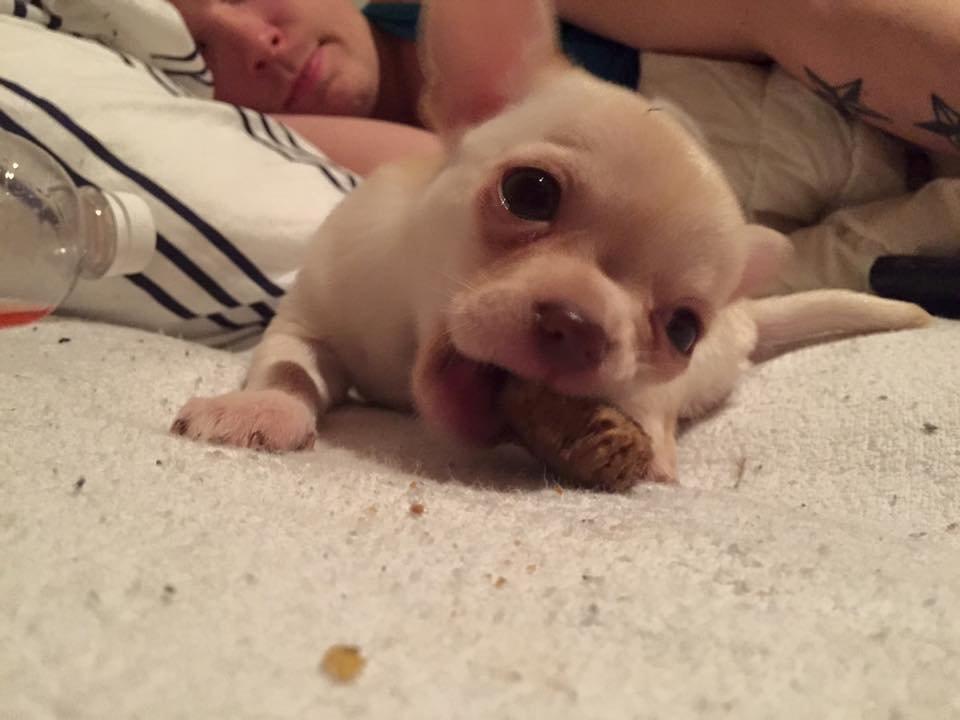 Chihuahua Anton billede 5