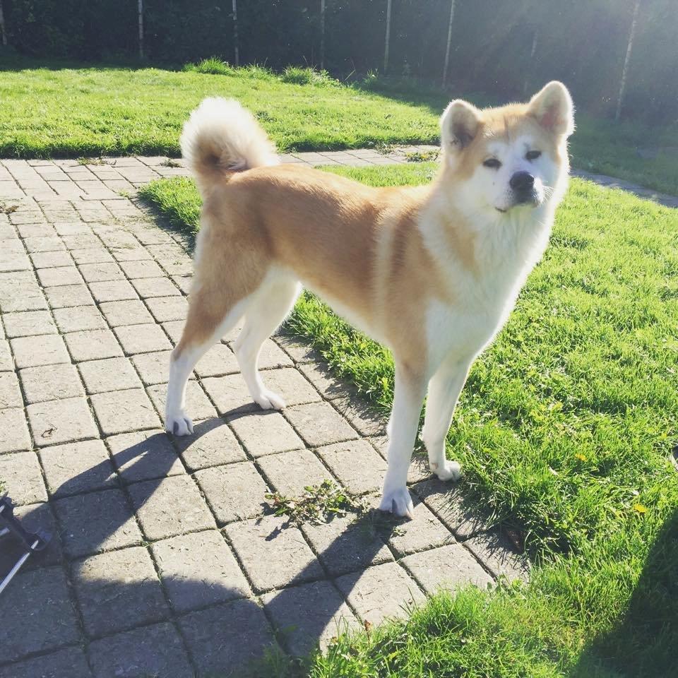Akita inu Hakusha Go Kaikado billede 1