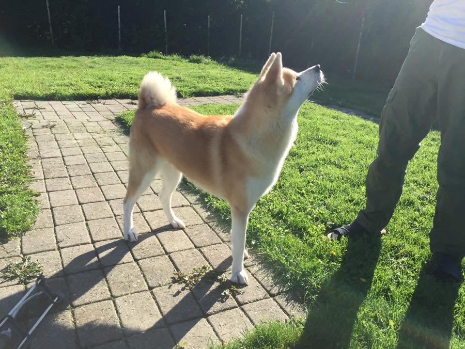 Akita inu Hakusha Go Kaikado billede 27