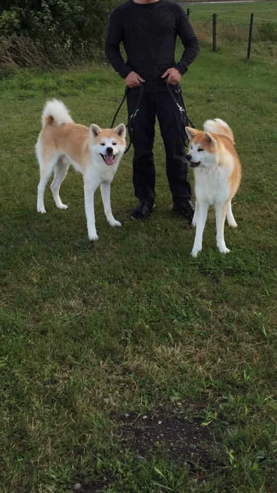 Akita inu Hakusha Go Kaikado billede 26