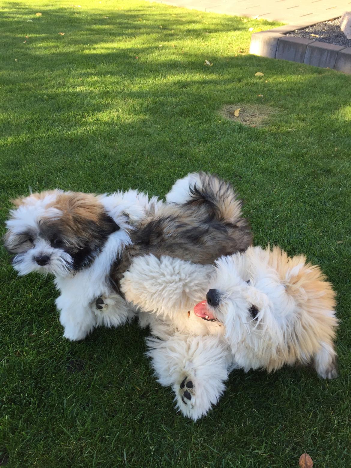 Lhasa apso Lucca - Lucca som har fået besøg af sin ven Kenzo billede 11