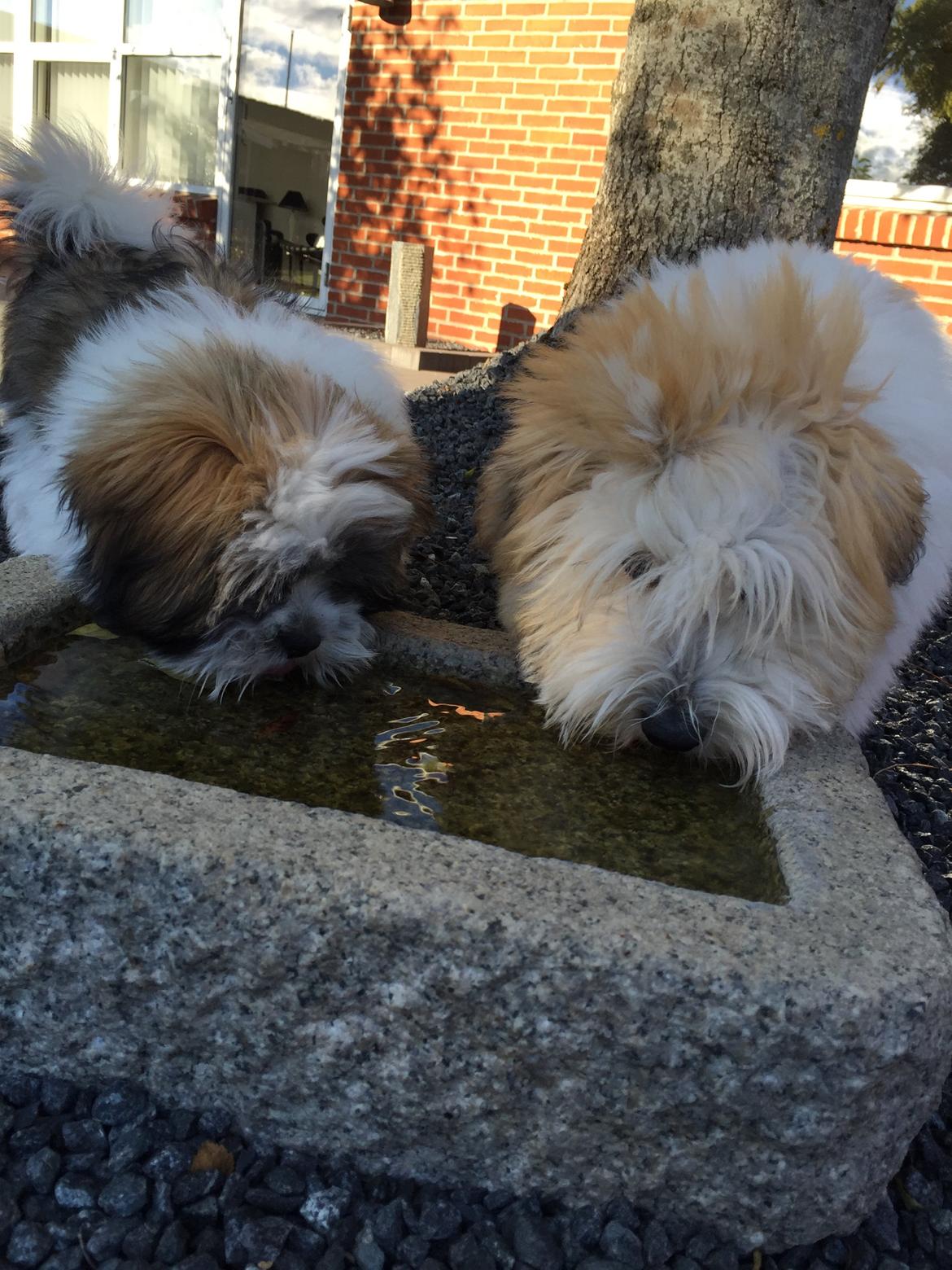 Lhasa apso Lucca - Kenzo og Lucca billede 12