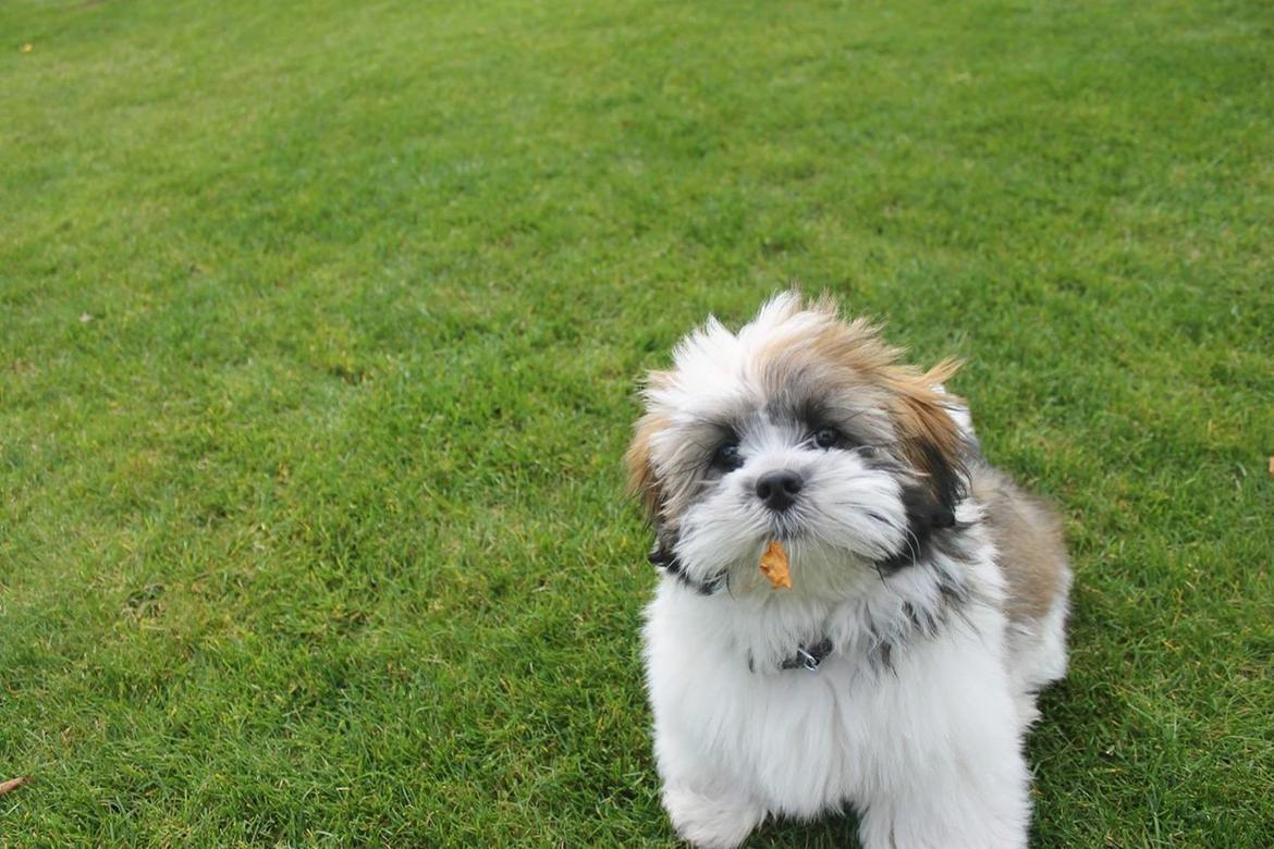 Lhasa apso Lucca billede 13