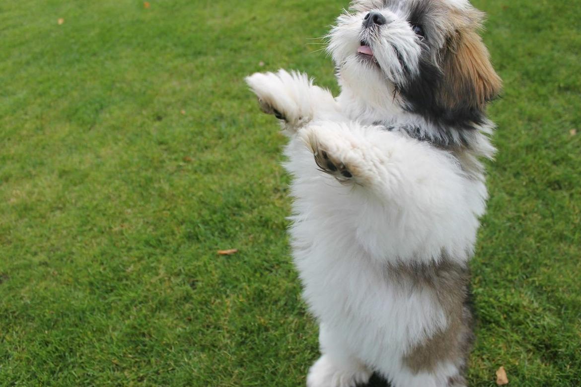 Lhasa apso Lucca - Lucca prøver at blive større billede 14