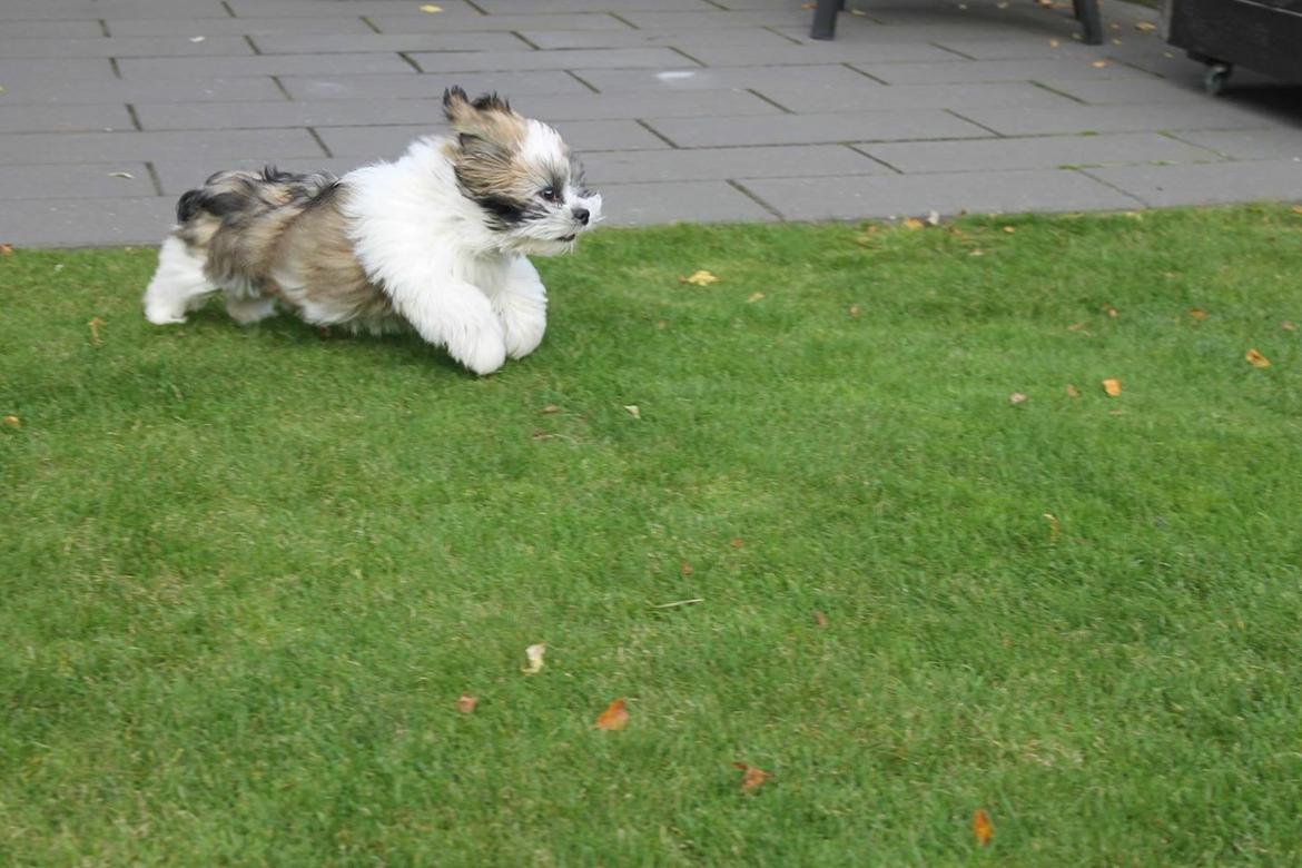 Lhasa apso Lucca - Fuld fart billede 15