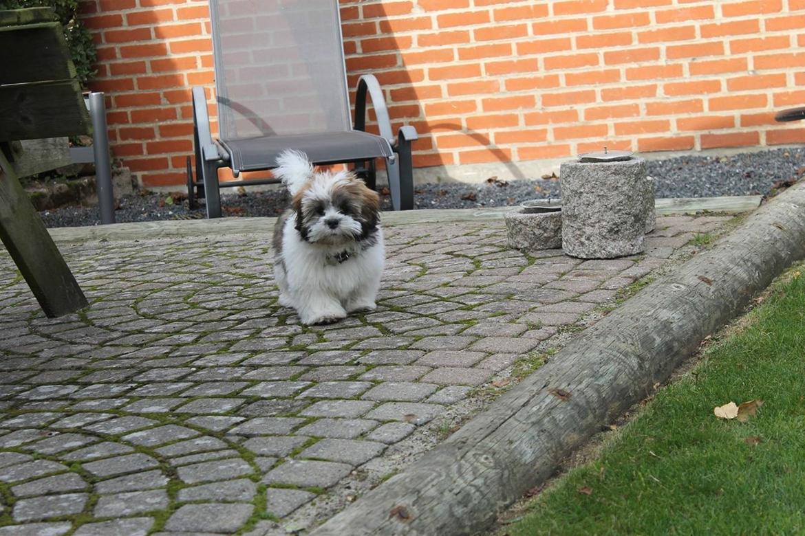 Lhasa apso Lucca billede 16