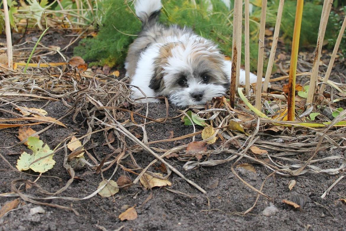 Lhasa apso Lucca billede 17