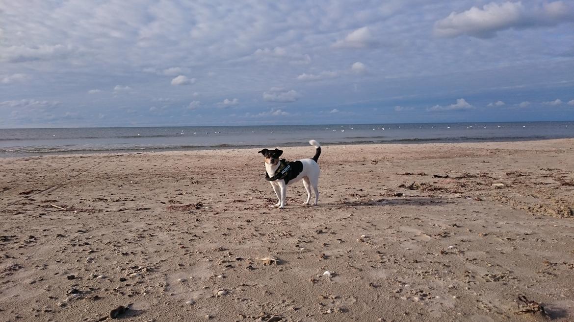 Dansk svensk gaardhund Peanut - Fra 2015 billede 13