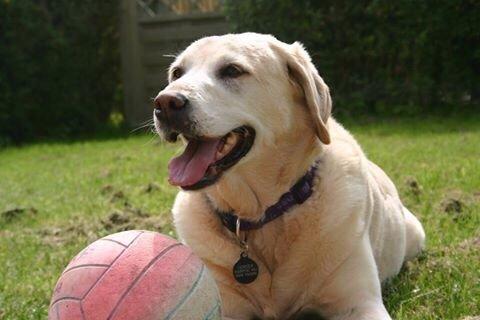 Labrador retriever Salli billede 4