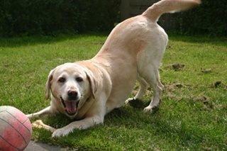 Labrador retriever Salli billede 2