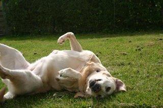 Labrador retriever Salli billede 3