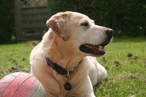 Labrador retriever Salli billede 5