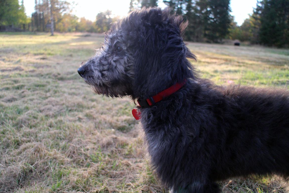 Blanding af racer Lilly (F1B Sproodle) billede 14