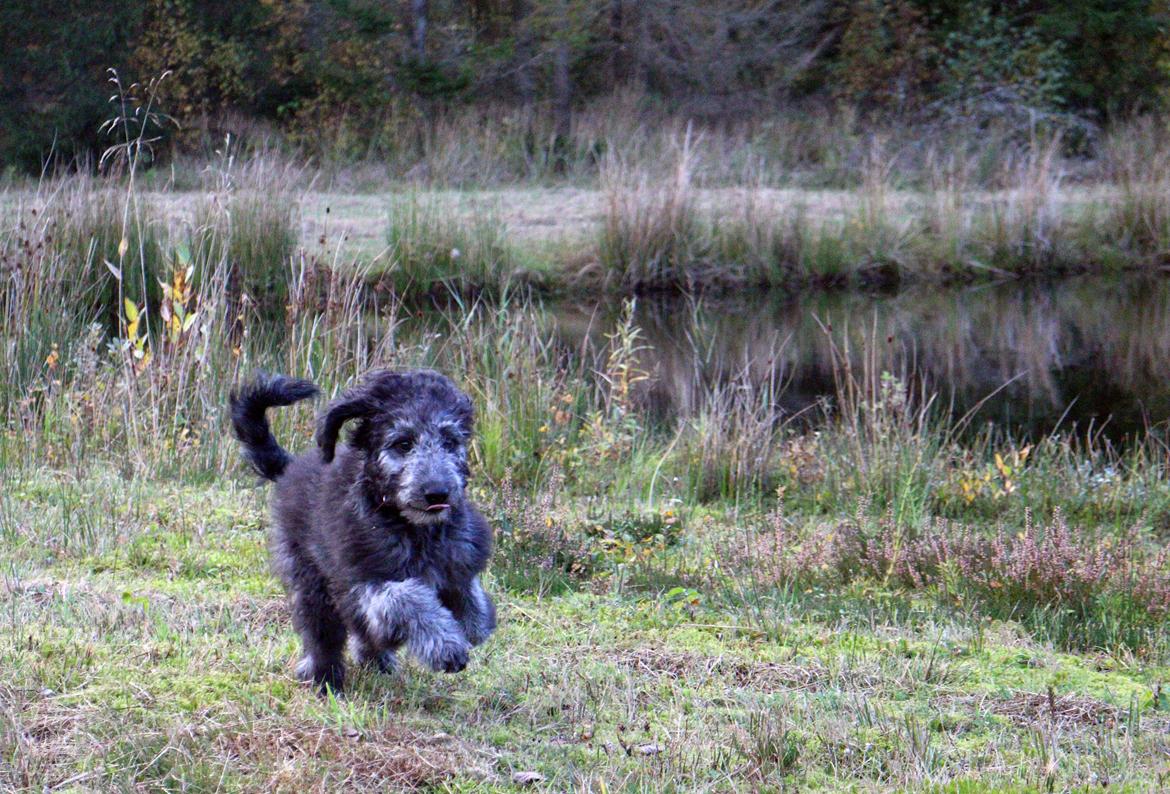 Blanding af racer Lilly (F1B Sproodle) billede 18