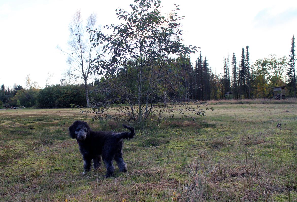 Blanding af racer Lilly (F1B Sproodle) billede 20