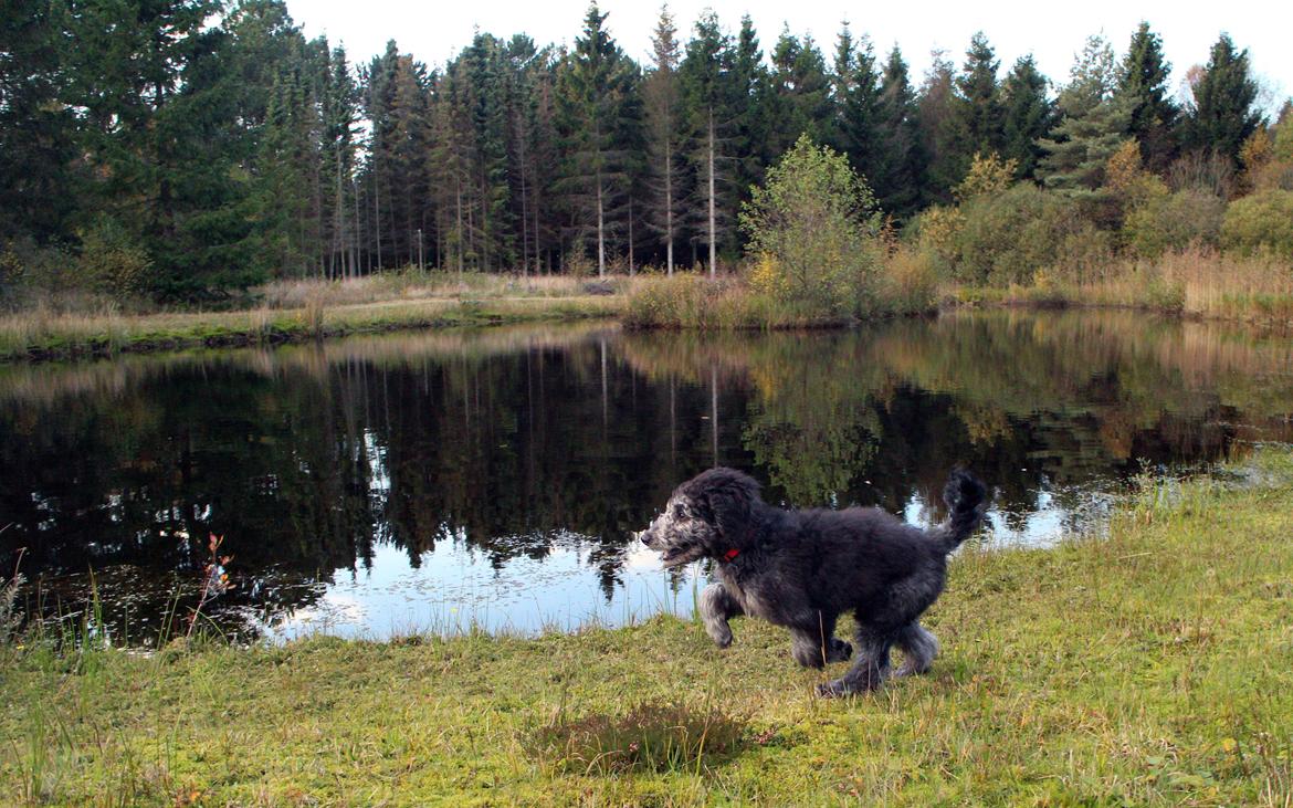 Blanding af racer Lilly (F1B Sproodle) billede 21