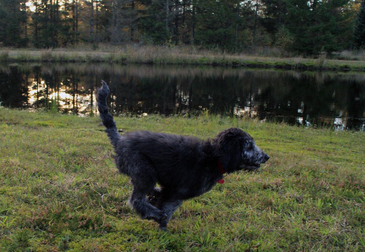 Blanding af racer Lilly (F1B Sproodle) billede 17