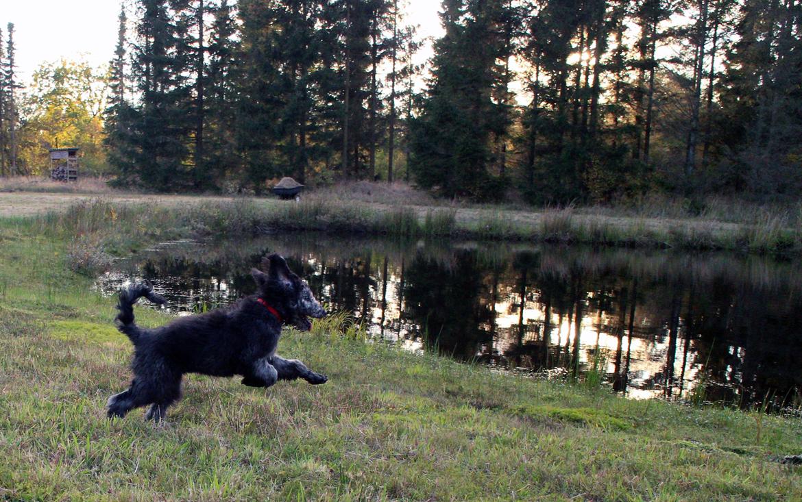 Blanding af racer Lilly (F1B Sproodle) billede 15