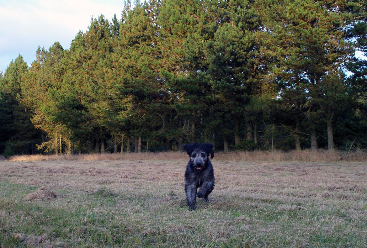 Blanding af racer Lilly (F1B Sproodle) billede 19