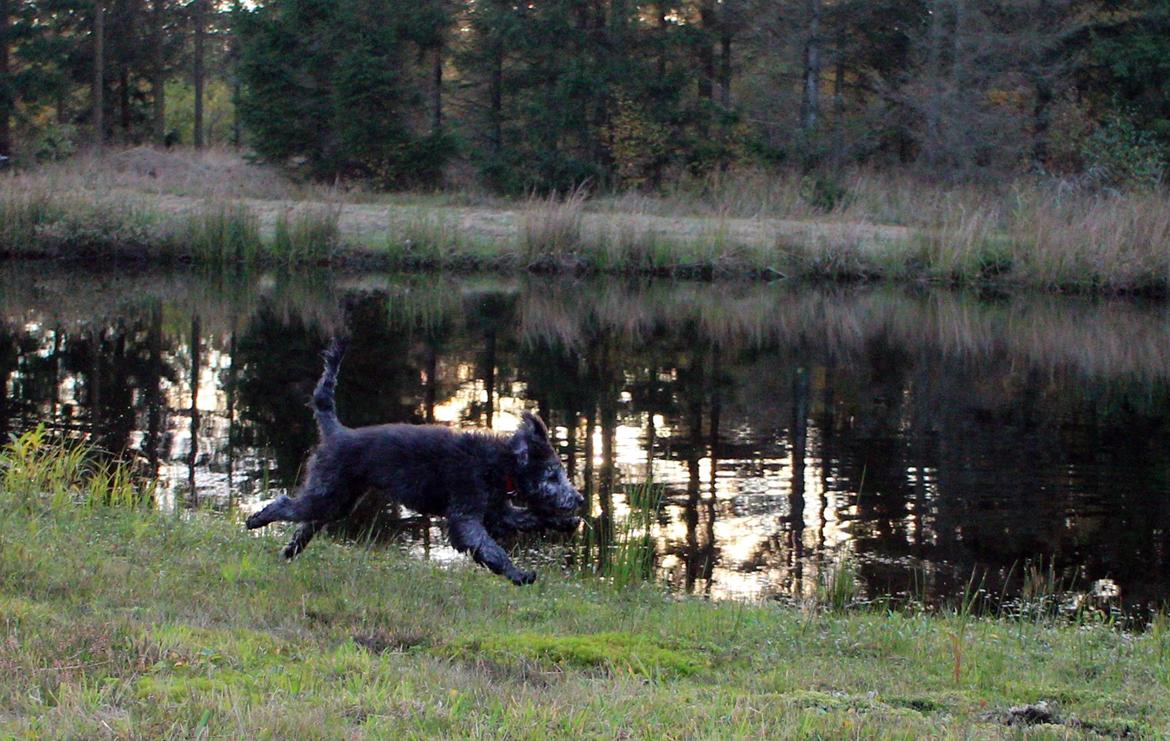 Blanding af racer Lilly (F1B Sproodle) billede 16