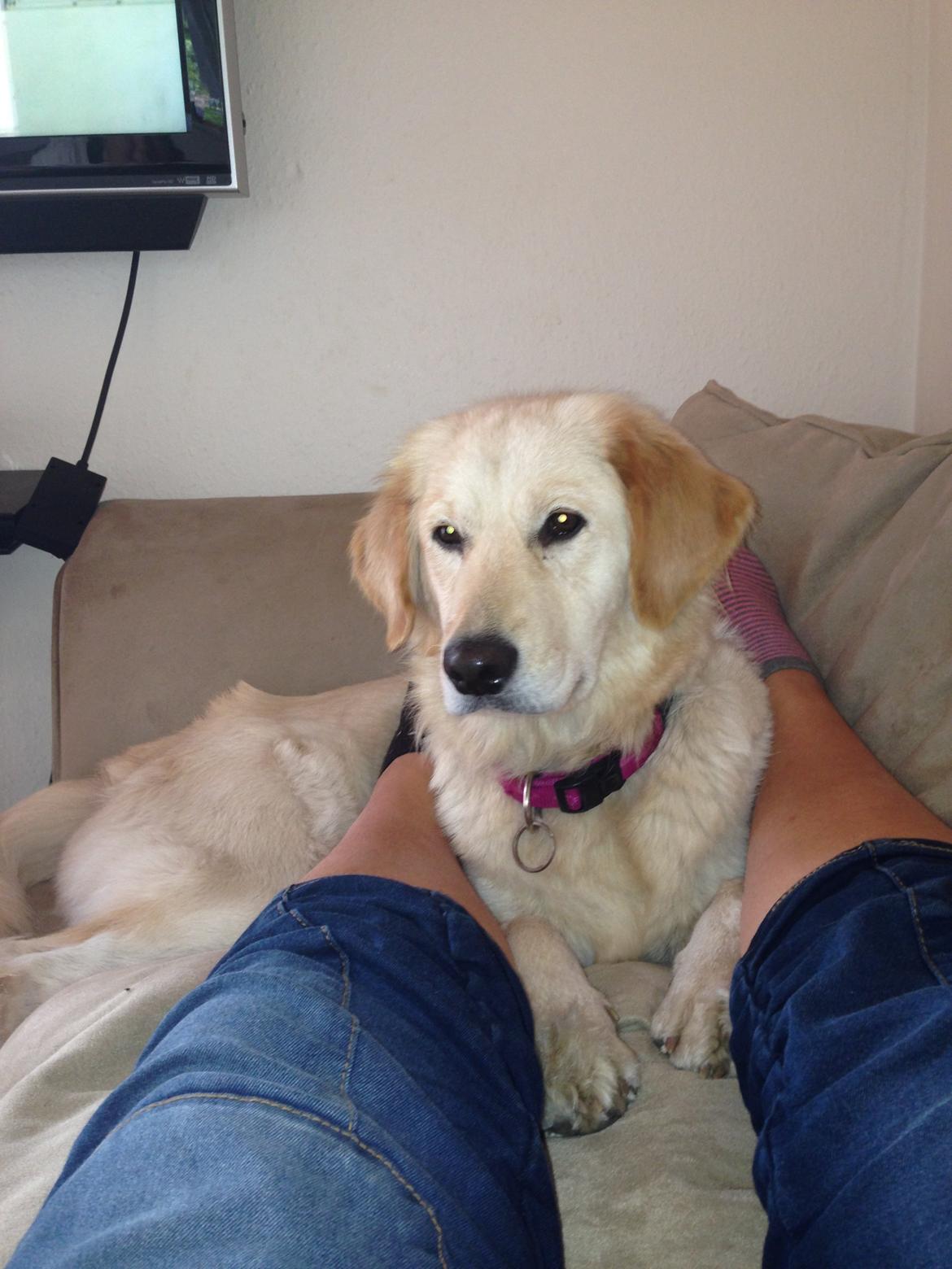 Blanding af racer Chilla  billede 9