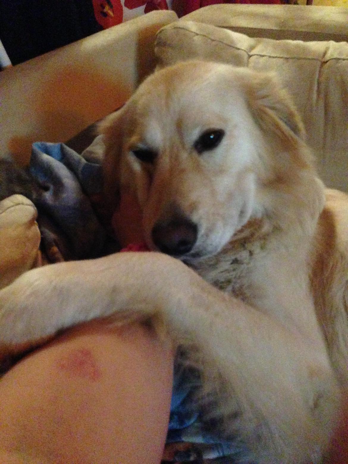 Blanding af racer Chilla  billede 11