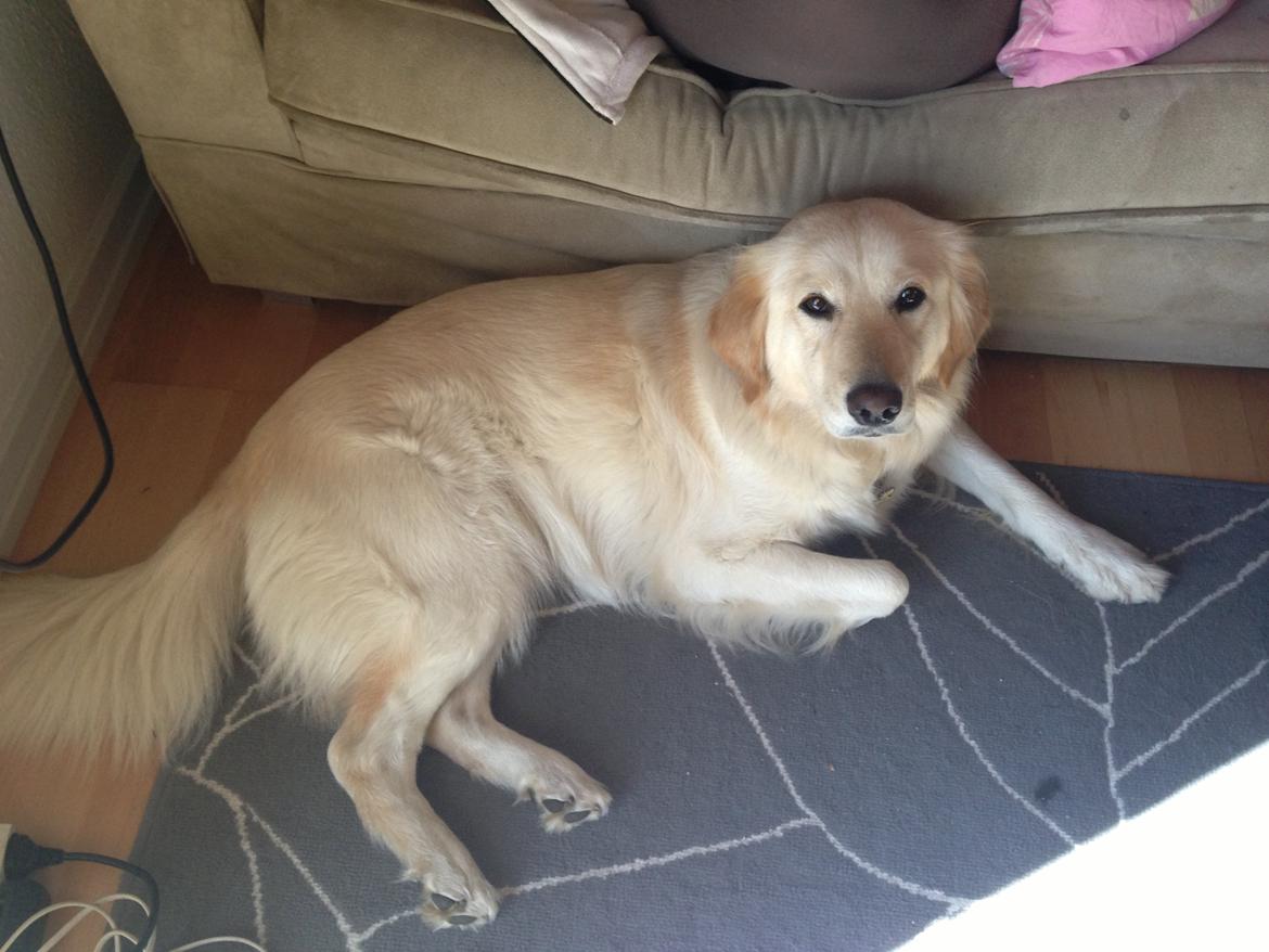 Blanding af racer Chilla  billede 12