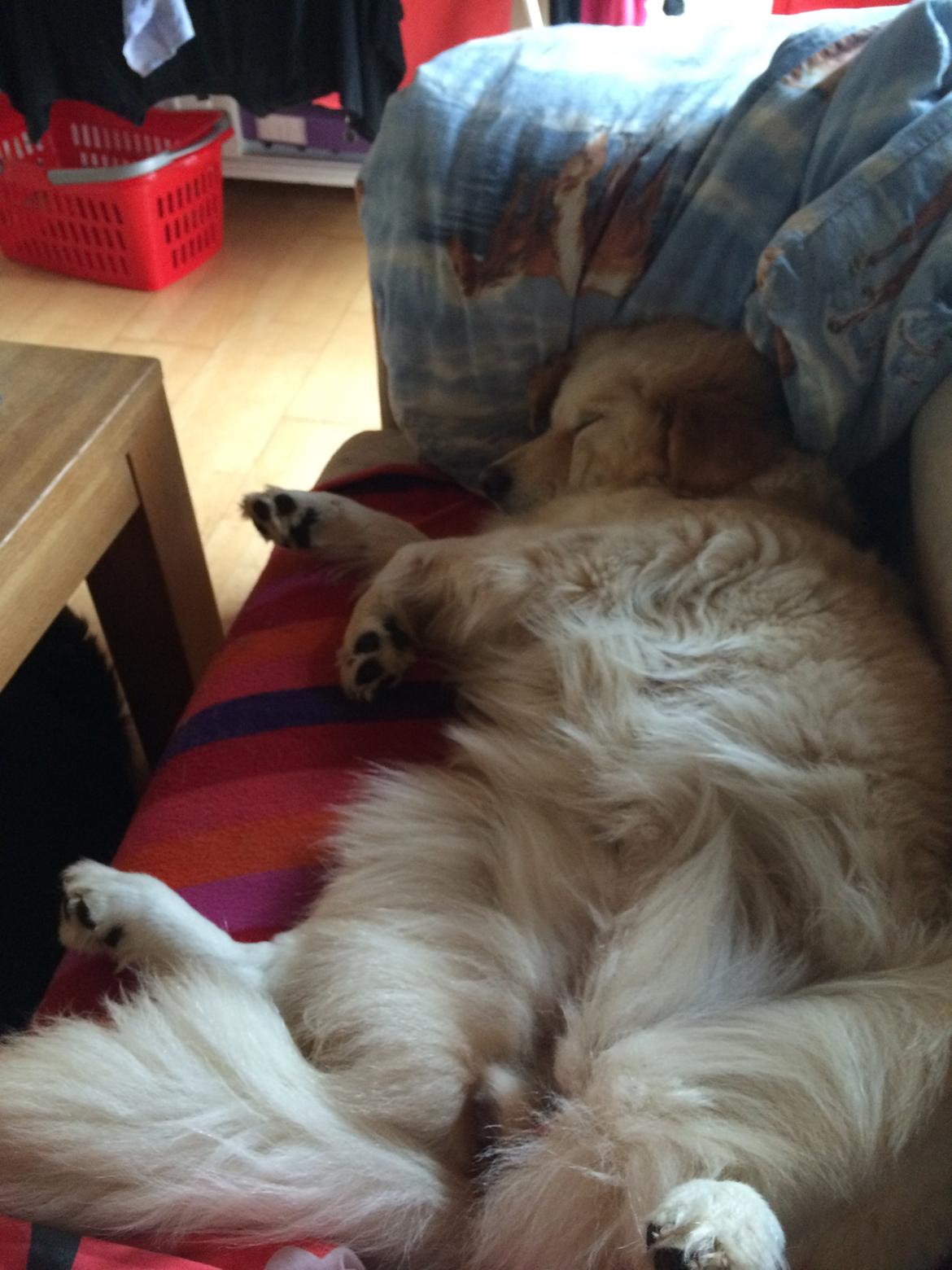 Blanding af racer Chilla  billede 10